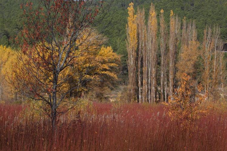 CULTIVO DEL MIMBRE. UBICACIÓN LLANO DE LOS CONEJOS