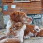 Cabañas-Llano-de-los-Conejos-Perros-1