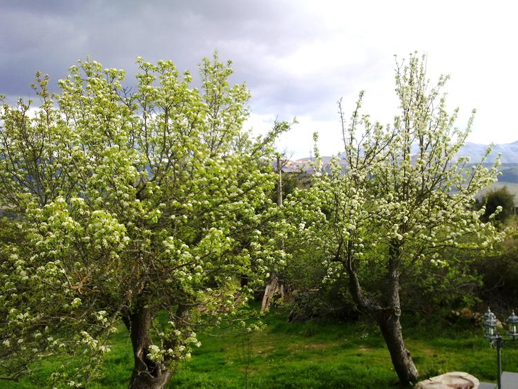 Árboles