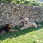perros jardin