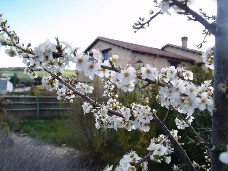 Primavera en Casa rural El Caño  I y II